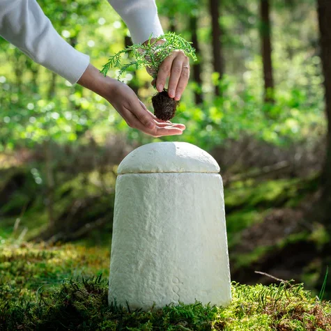 Loop EarthRise™ Calm Pilze / Myzel Bio-Urne